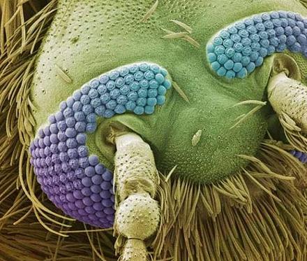 Microscopic Images Of Insects. microscopic wonders